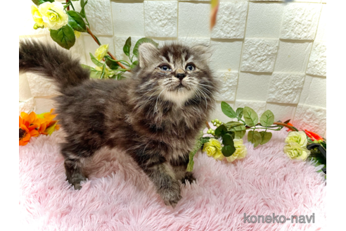 成約済の埼玉県のスコティッシュフォールド(折れ耳)-100703の3枚目